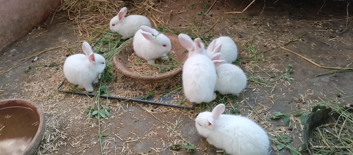 newzland white bunnies — photo 7
