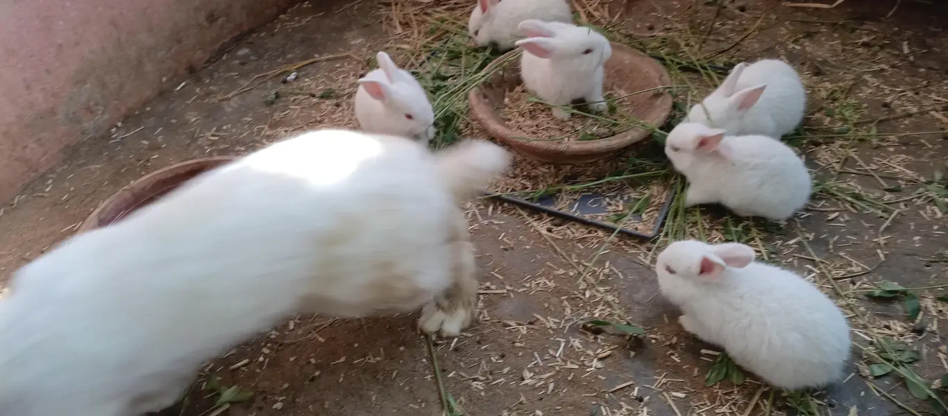 newzland white bunnies — photo 8