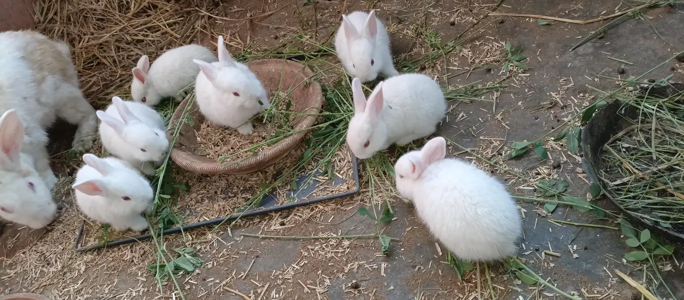 newzland white bunnies — photo 9