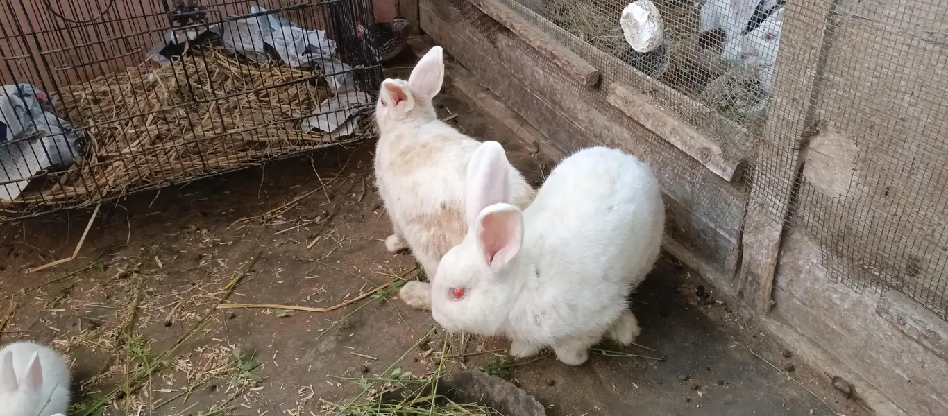 newzland white bunnies — photo 10