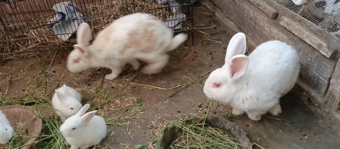 newzland white bunnies — photo 11