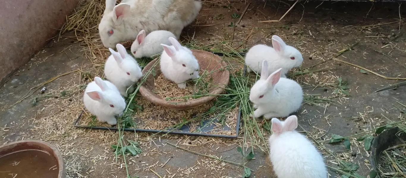 newzland white bunnies — photo 12