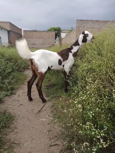 ye ek Aachi nasal kaa bakri he