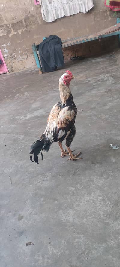 Aseel jawab murga for sale 03433644676