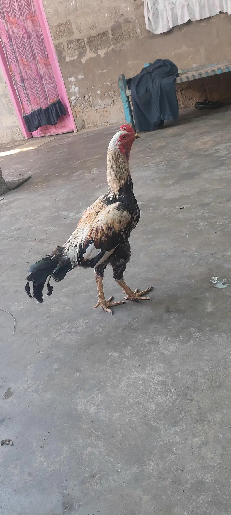 Aseel jawab murga for sale 03433644676 — photo 2