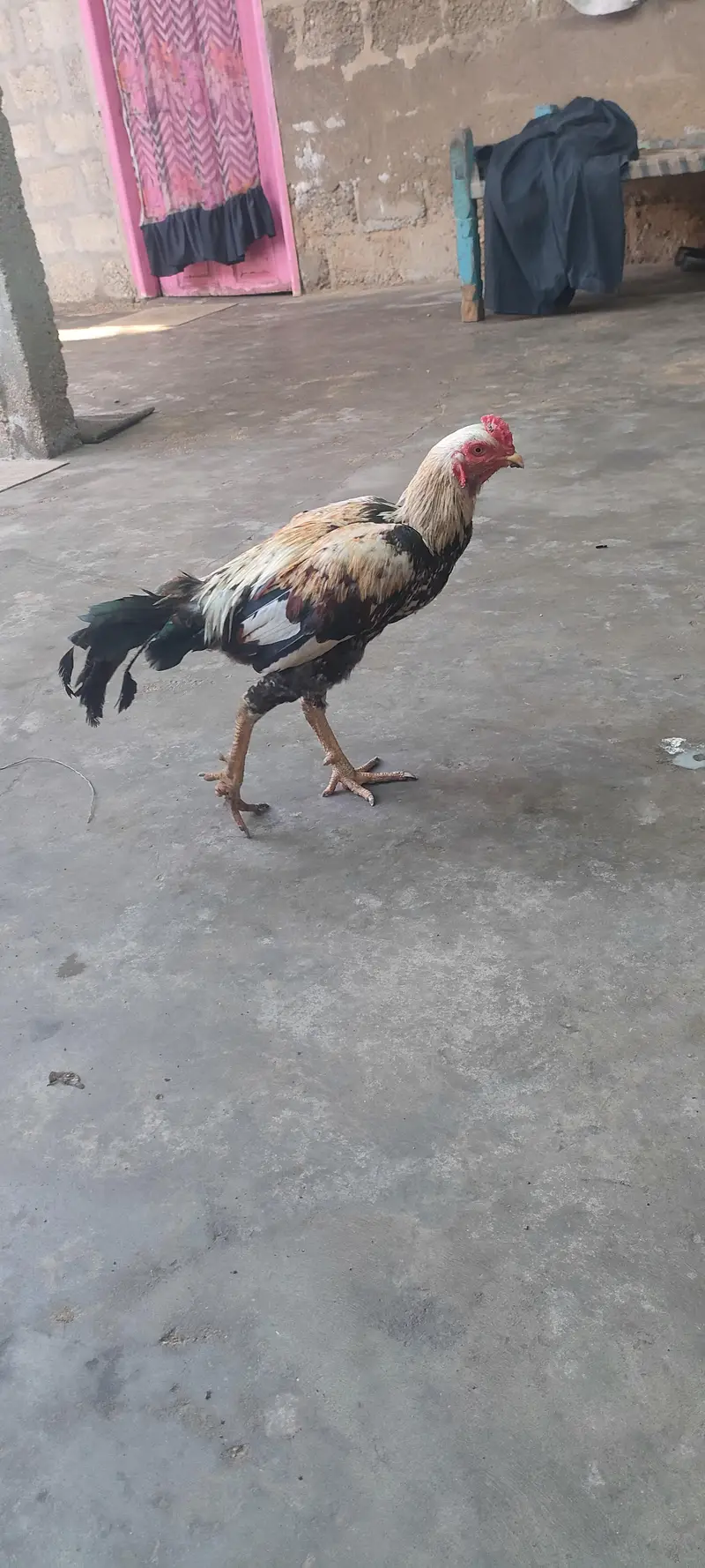 Aseel jawab murga for sale 03433644676 — photo 3