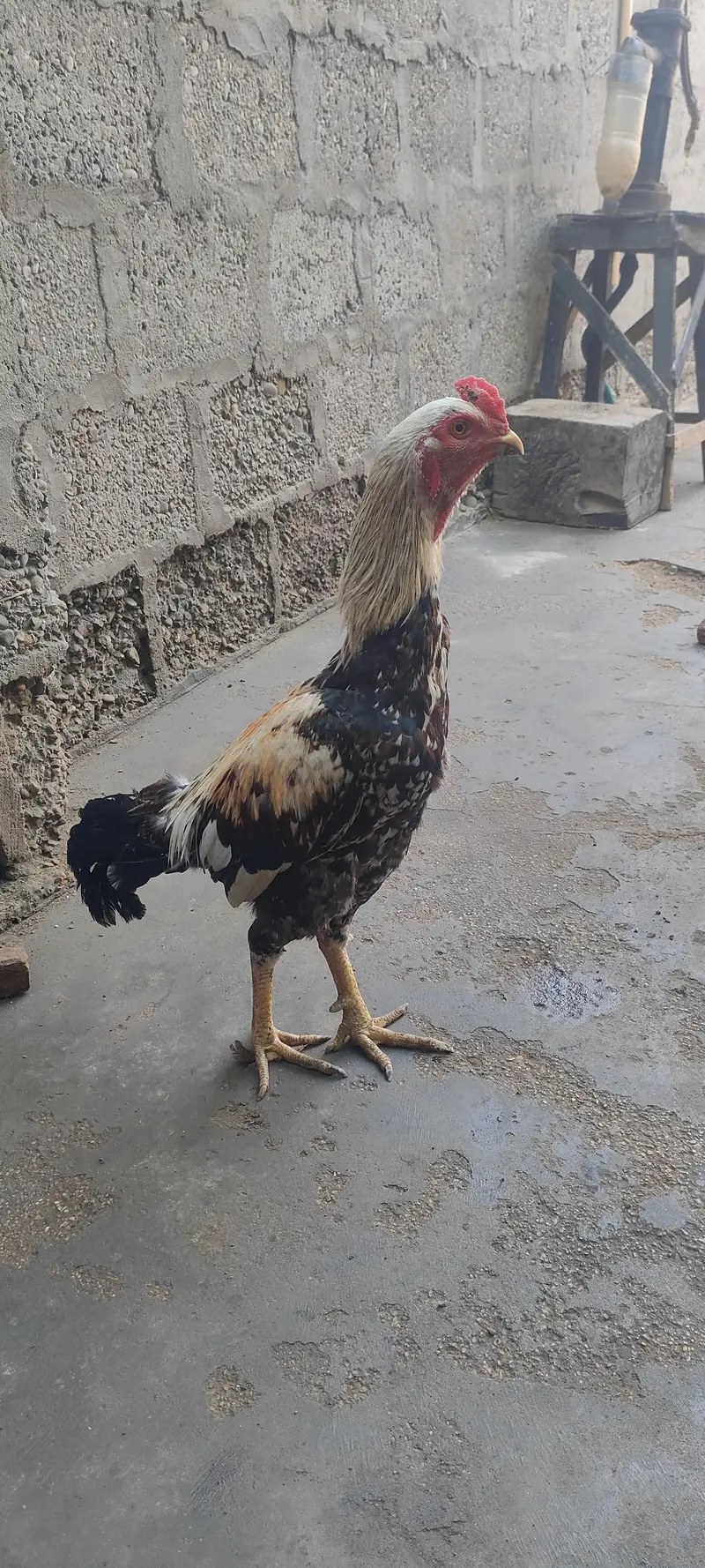 Aseel jawab murga for sale 03433644676 — photo 4