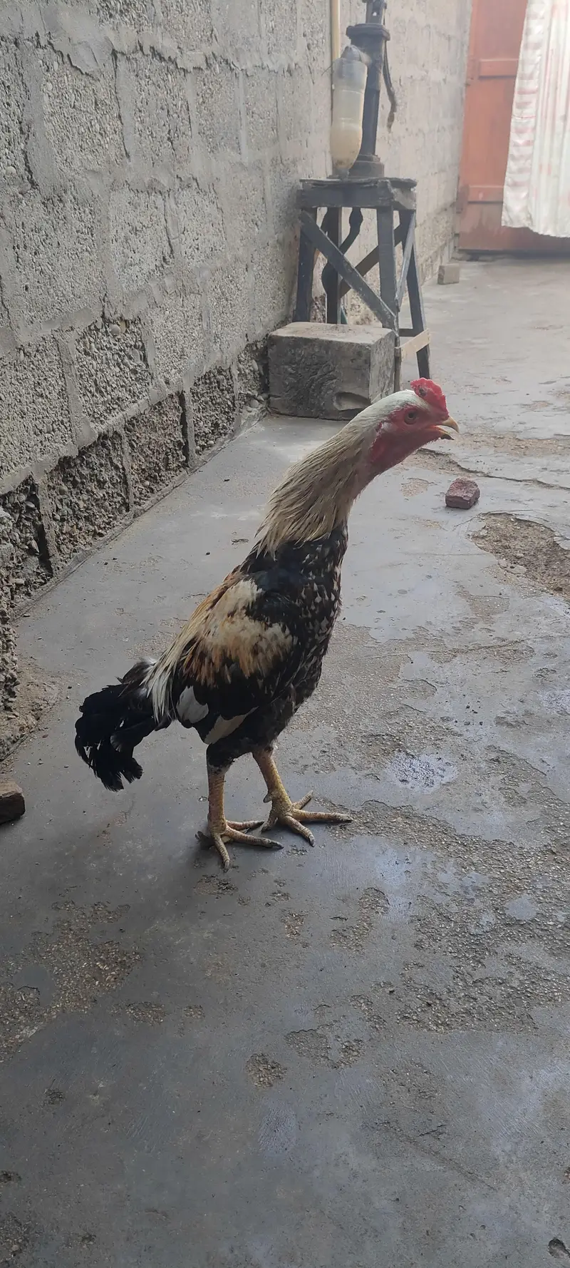 Aseel jawab murga for sale 03433644676 — photo 5