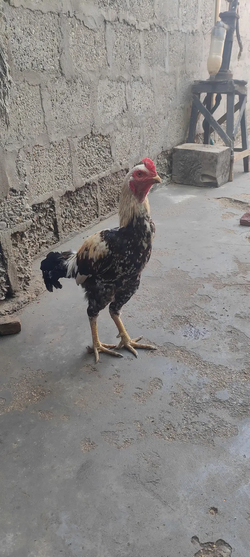 Aseel jawab murga for sale 03433644676 — photo 6