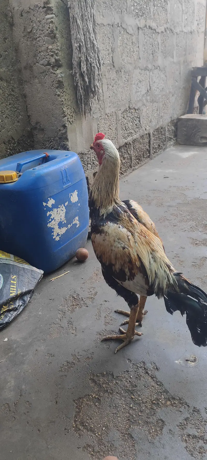 Aseel jawab murga for sale 03433644676 — photo 7