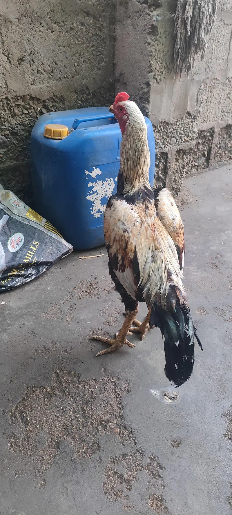 Aseel jawab murga for sale 03433644676 — photo 9