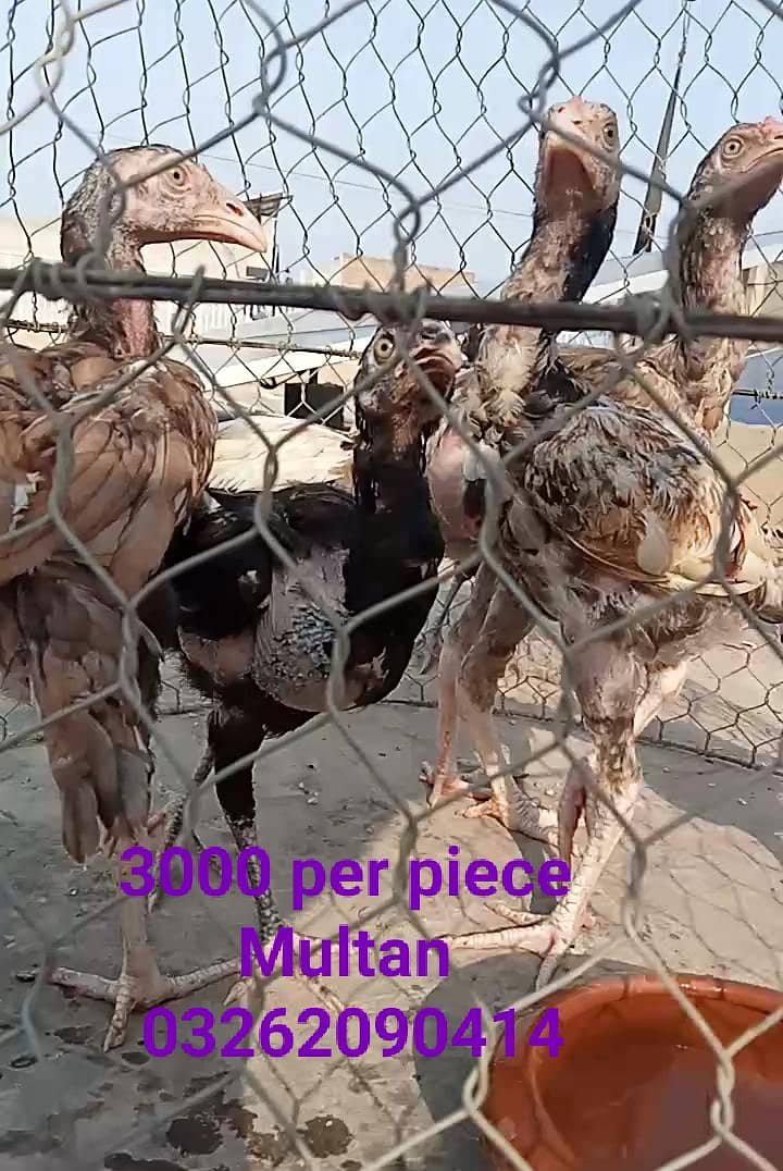 Aseel chicks 2