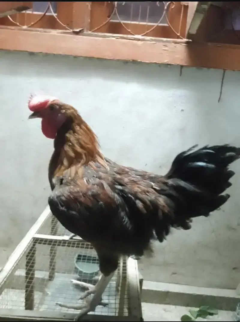 1 murga 5 murgian hn urgent sale — photo 3