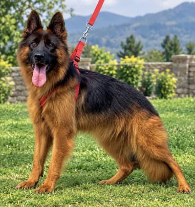 German shepherd proper long coat female 5 month age available
