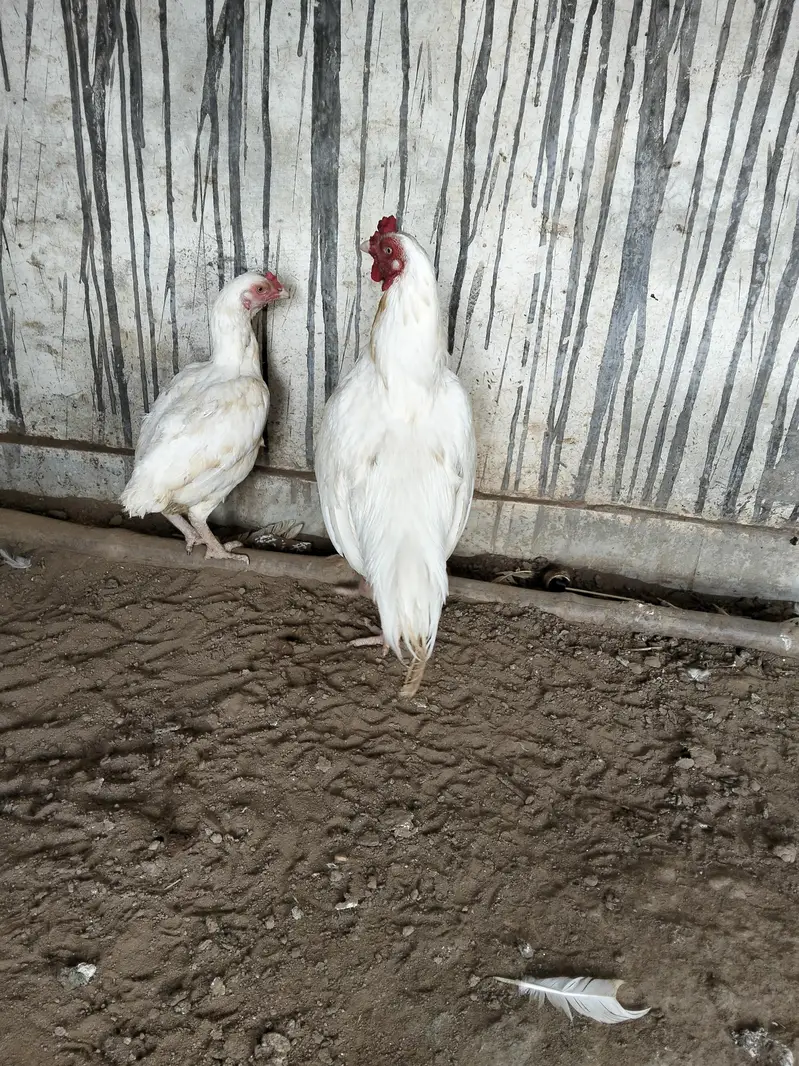 beautiful heera pair — photo 2