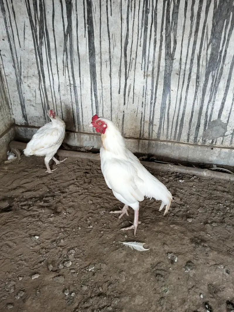 beautiful heera pair — photo 3