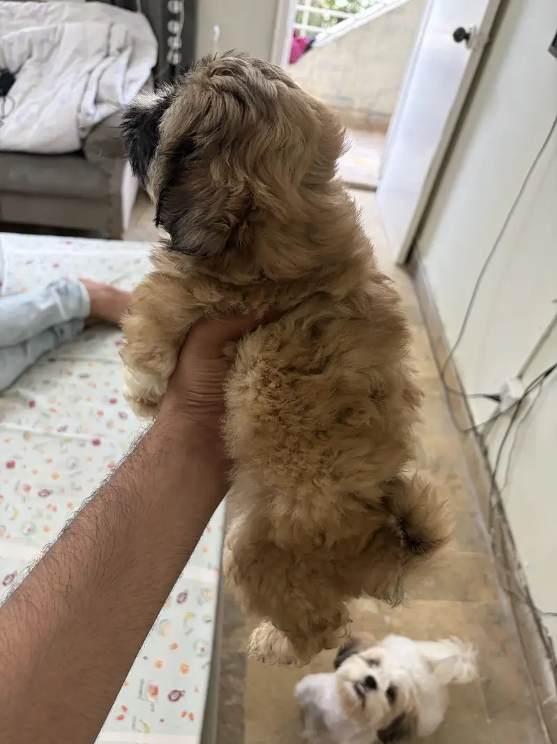 Top Quality Shih Tzu Puppies – 55 Days Old (Vaccinated & Dewormed)