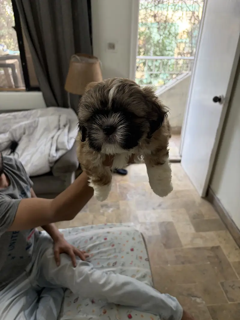 Top Quality Shih Tzu Puppies – 55 Days Old (Vaccinated & Dewormed) — photo 2