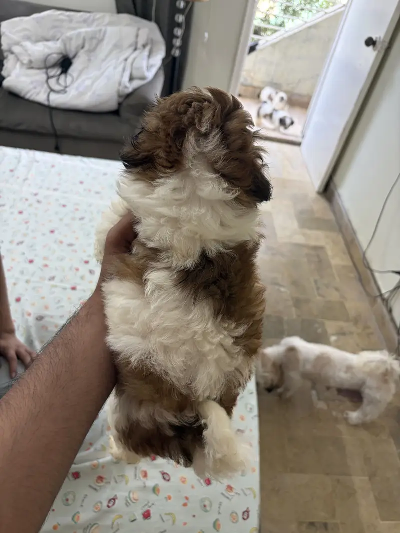 Top Quality Shih Tzu Puppies – 55 Days Old (Vaccinated & Dewormed) — photo 3