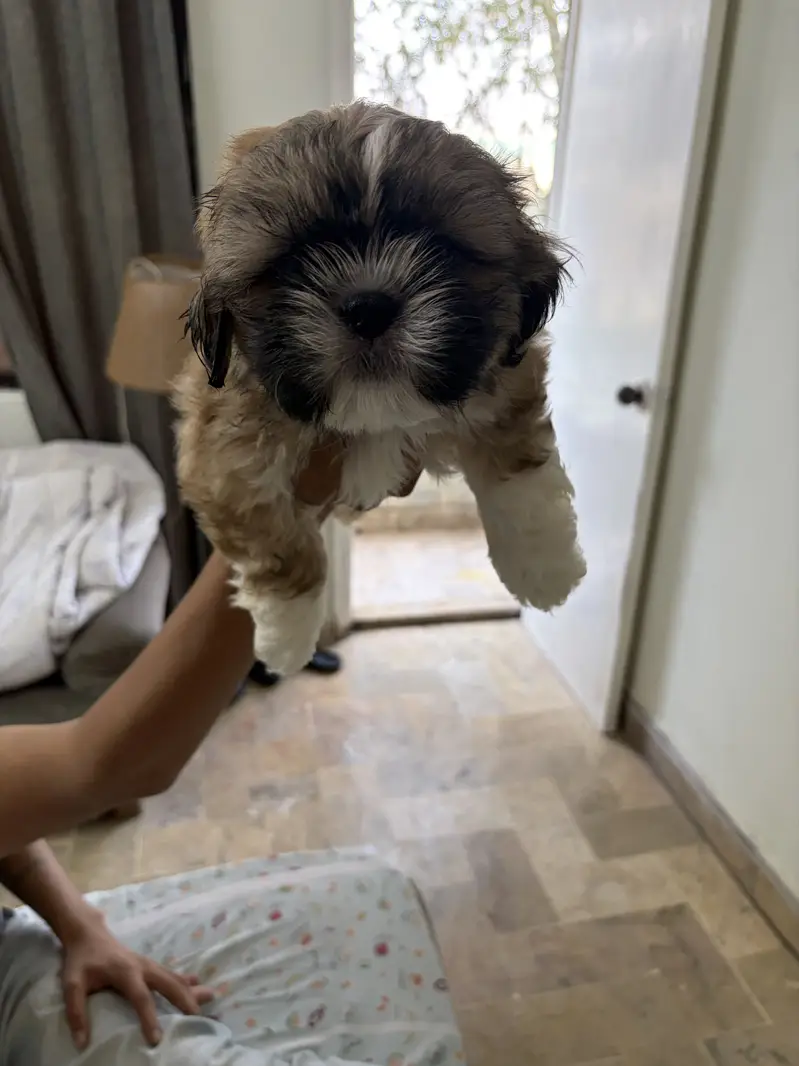 Top Quality Shih Tzu Puppies – 55 Days Old (Vaccinated & Dewormed) — photo 4
