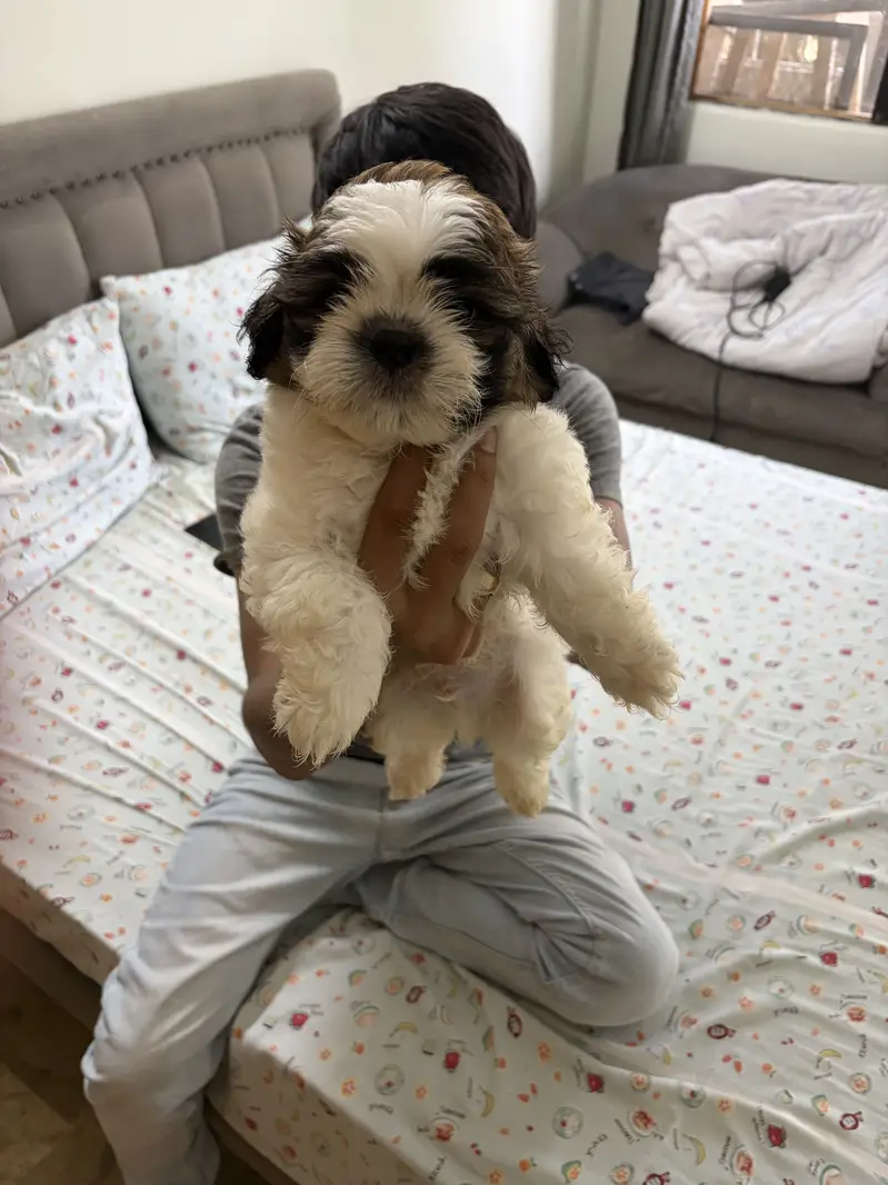 Top Quality Shih Tzu Puppies – 55 Days Old (Vaccinated & Dewormed) — photo 5