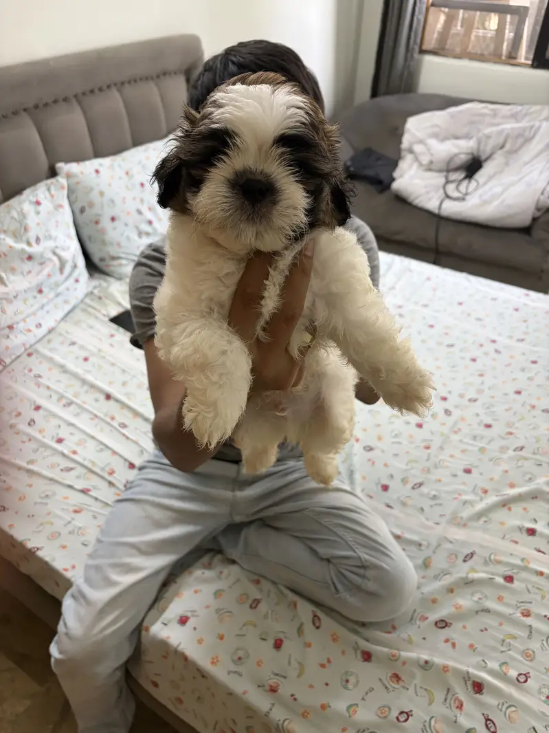 Top Quality Shih Tzu Puppies – 55 Days Old (Vaccinated & Dewormed) — photo 6