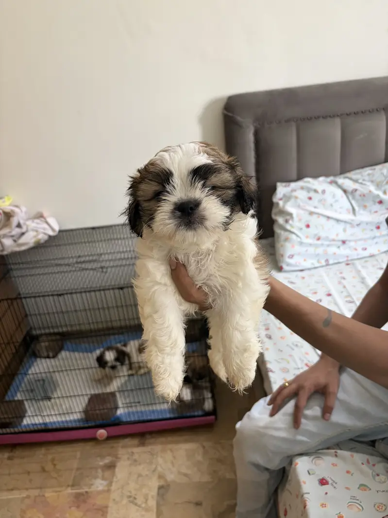 Top Quality Shih Tzu Puppies – 55 Days Old (Vaccinated & Dewormed) — photo 7