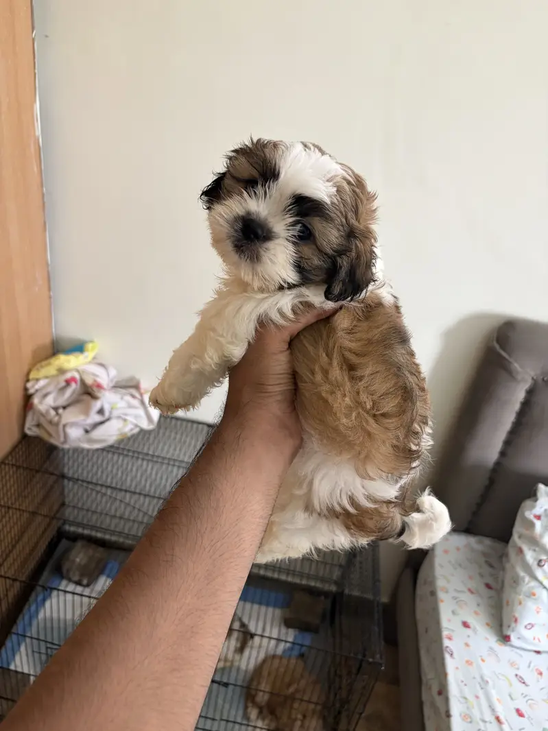 Top Quality Shih Tzu Puppies – 55 Days Old (Vaccinated & Dewormed) — photo 8