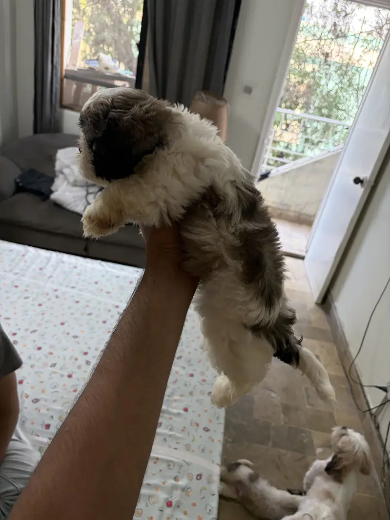 Top Quality Shih Tzu Puppies – 55 Days Old (Vaccinated & Dewormed) — photo 9