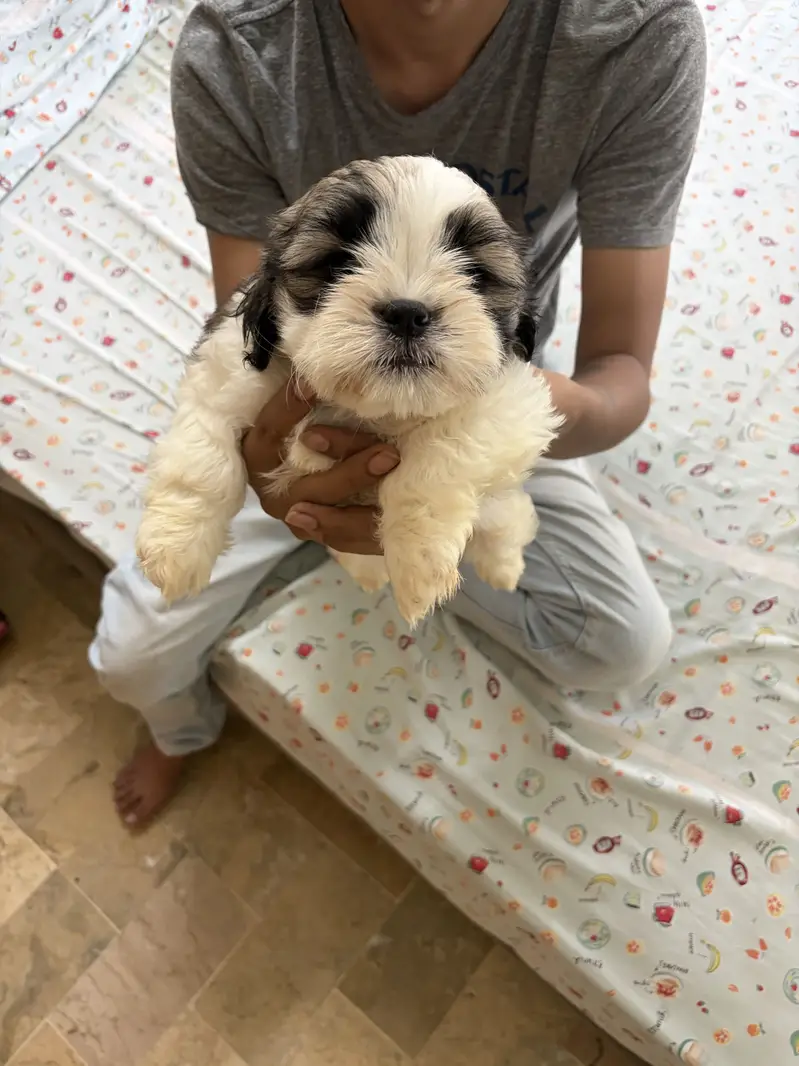 Top Quality Shih Tzu Puppies – 55 Days Old (Vaccinated & Dewormed) — photo 10