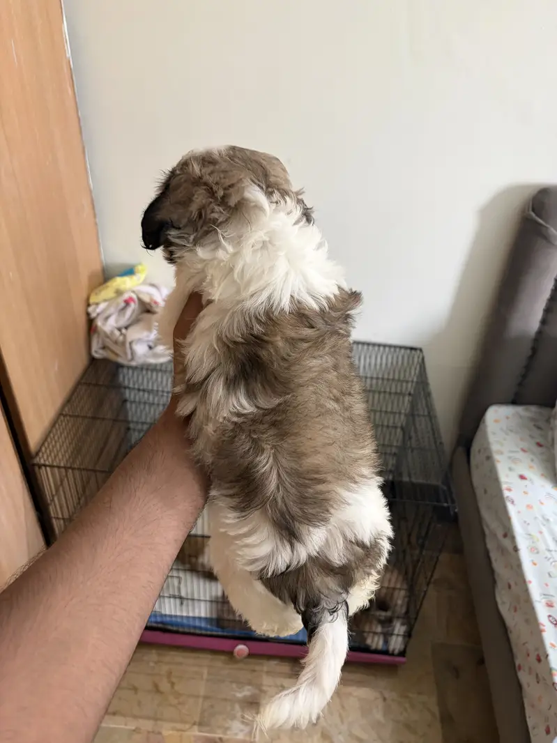 Top Quality Shih Tzu Puppies – 55 Days Old (Vaccinated & Dewormed) — photo 11