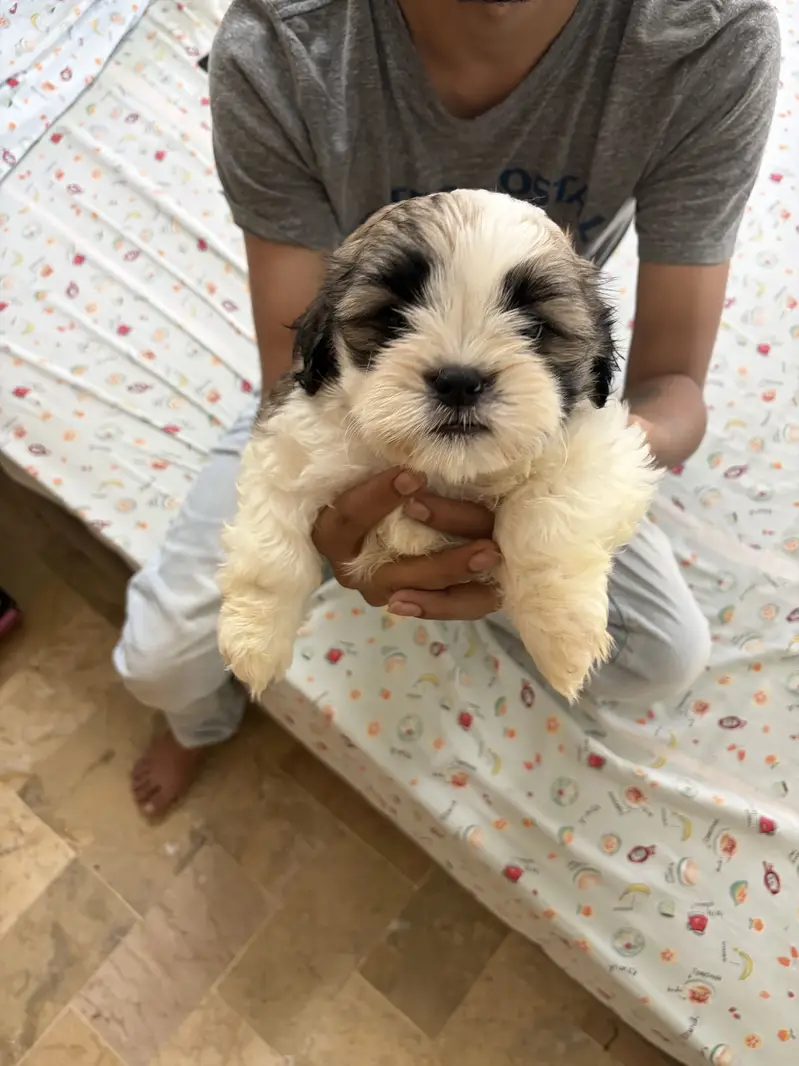 Top Quality Shih Tzu Puppies – 55 Days Old (Vaccinated & Dewormed) — photo 12