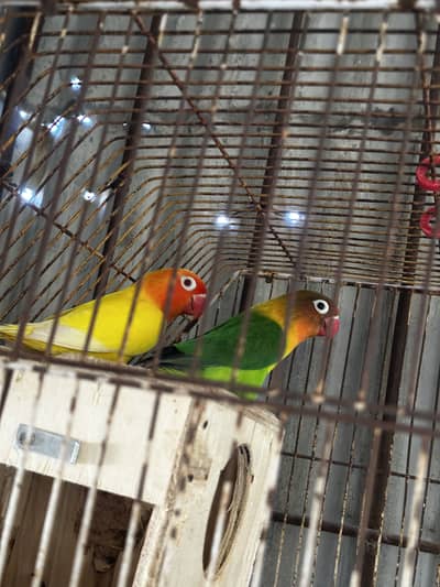 Breeder pair lovebirds