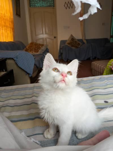 Persian Male Kitten Double Coat