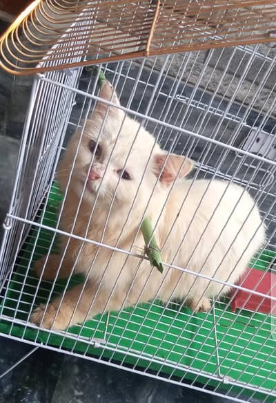 persian cat available with blue eyes for sell.