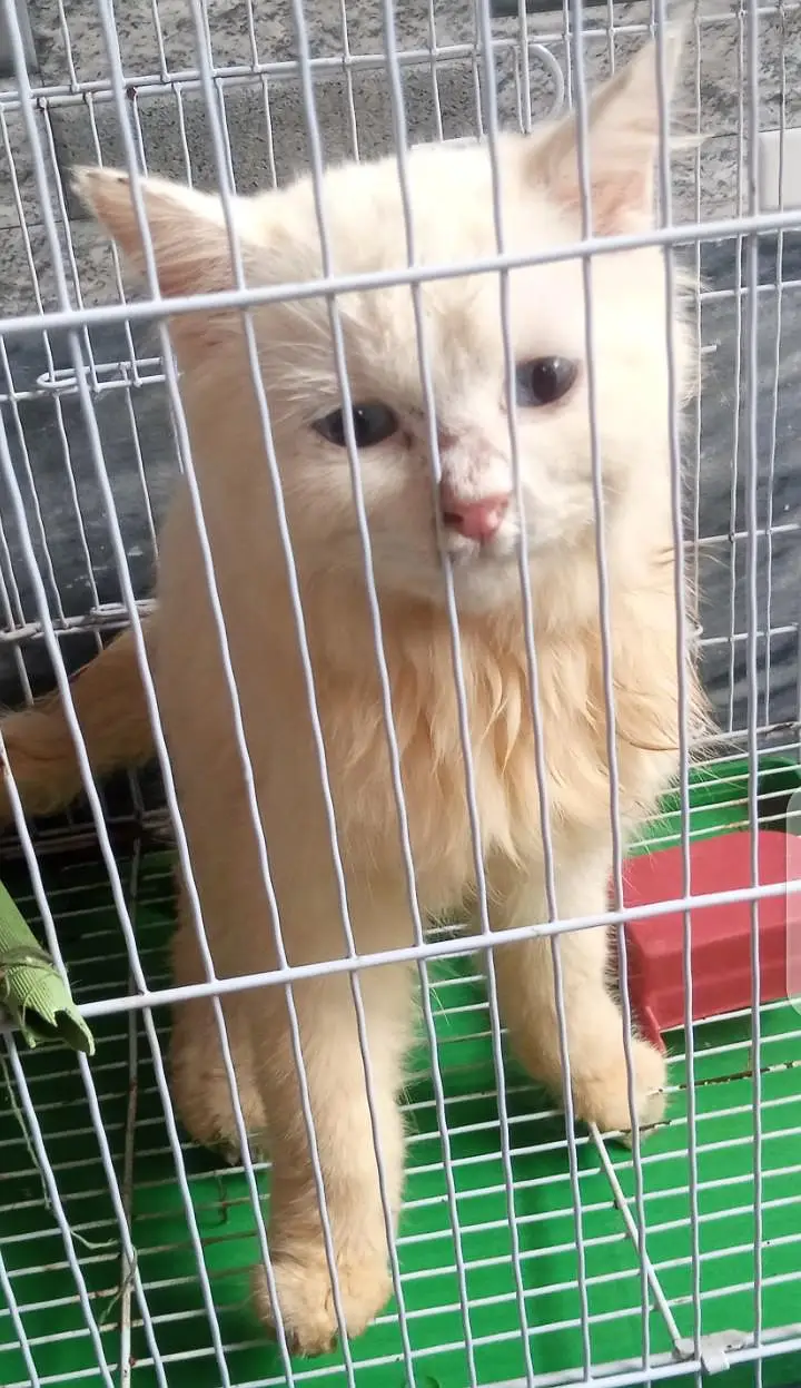 persian cat available with blue eyes for sell. — photo 2