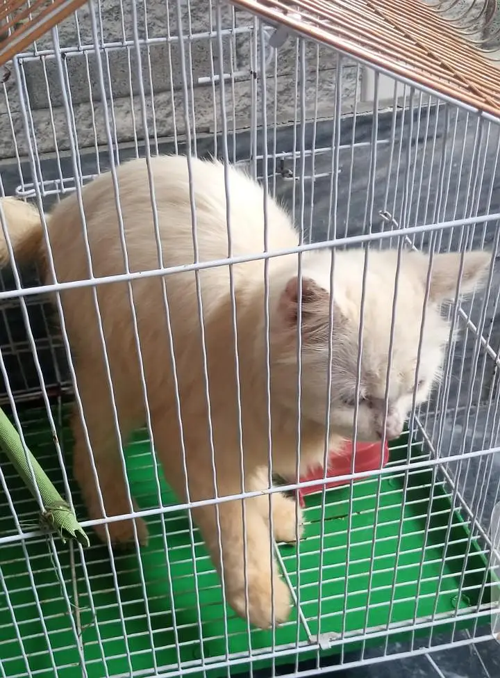 persian cat available with blue eyes for sell. — photo 3