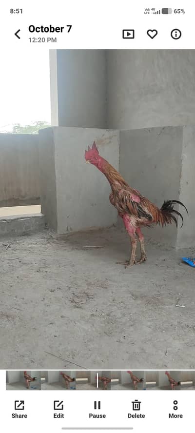 burmi murga for sale guaranteed murga urgent sale