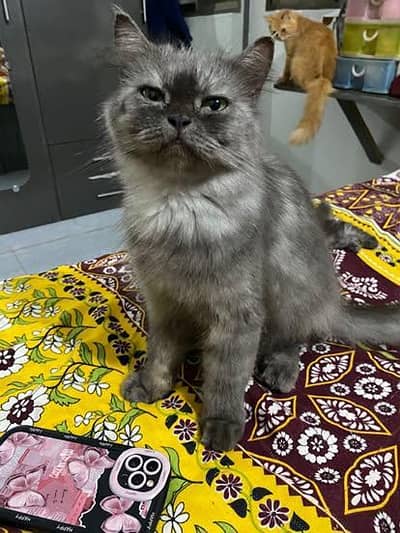 female for sale