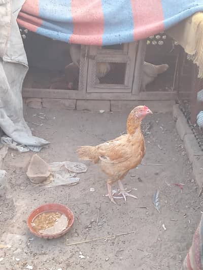 1, 1.5 Years old Females & Desi one pair for sale