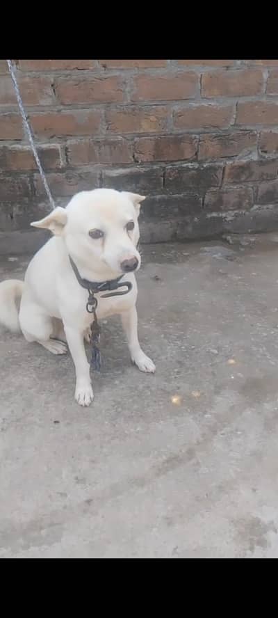 Russian dog