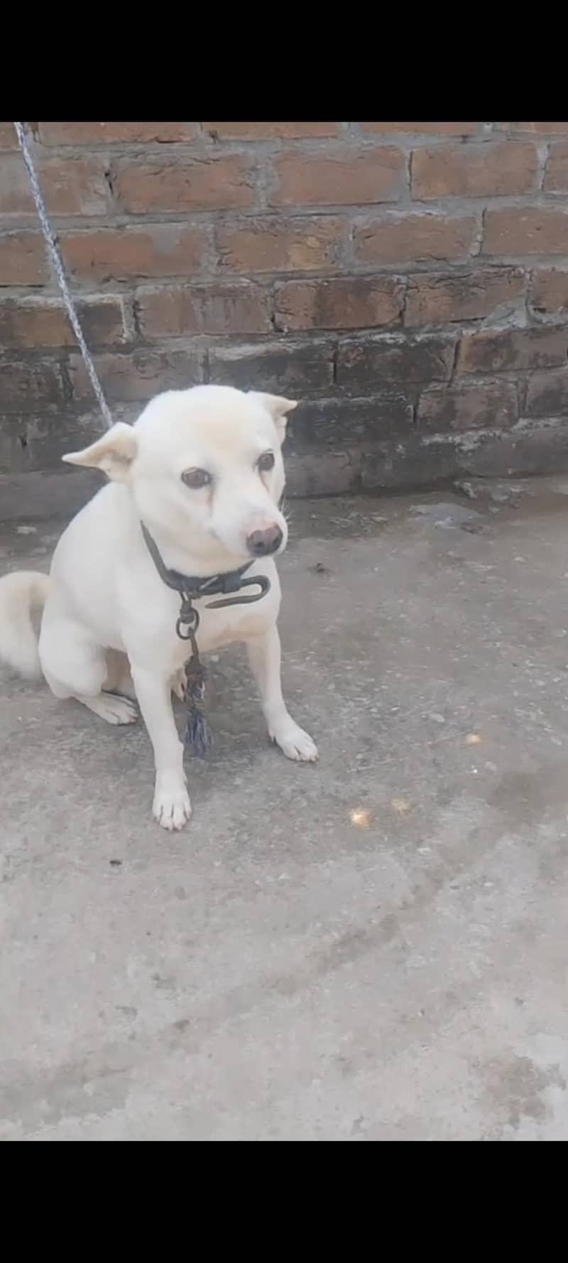 Russian dog 0