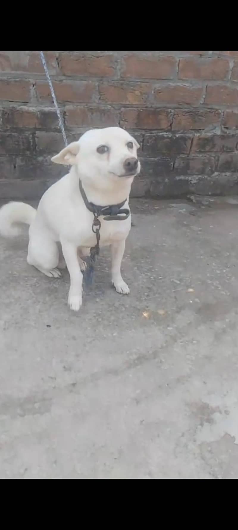 Russian dog 1