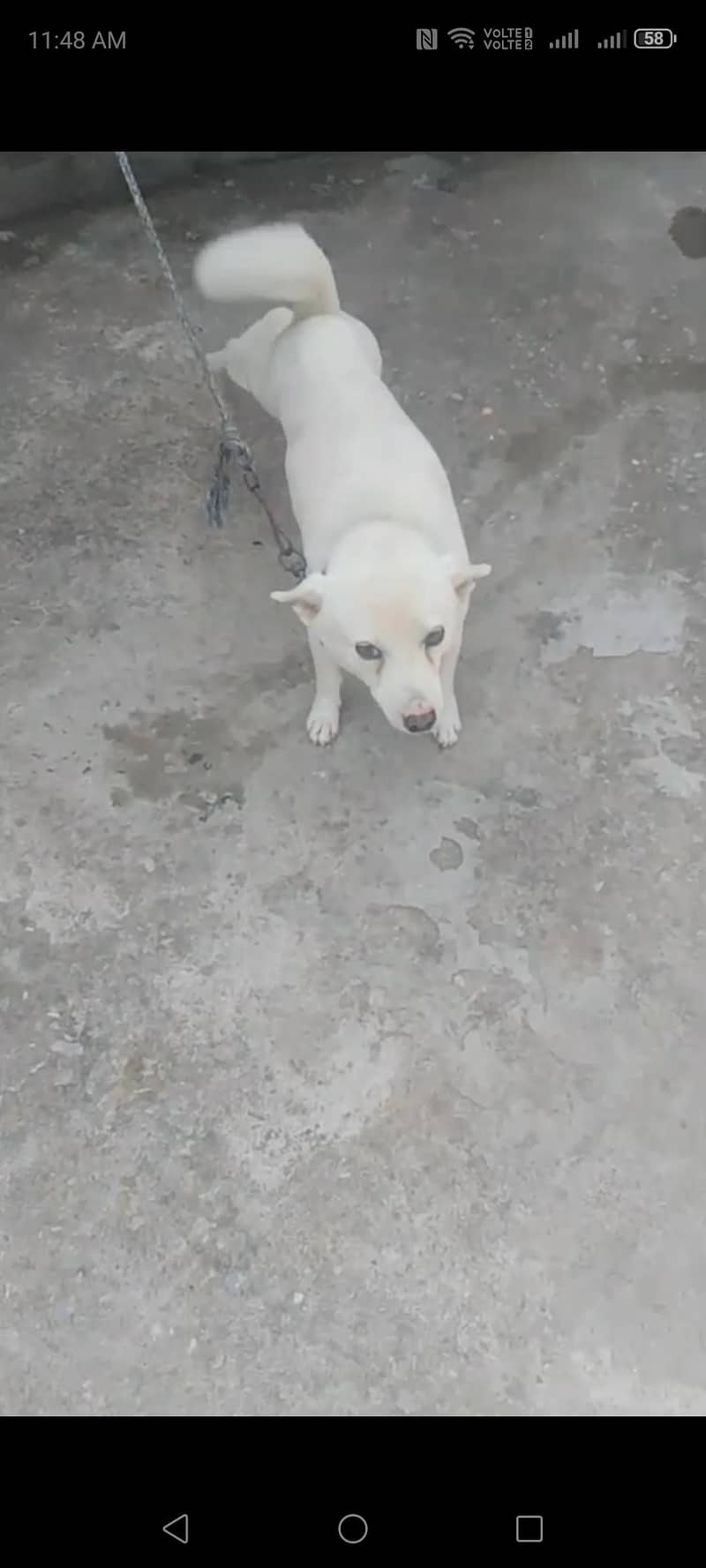 Russian dog 2