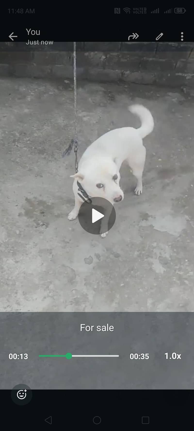 Russian dog 3