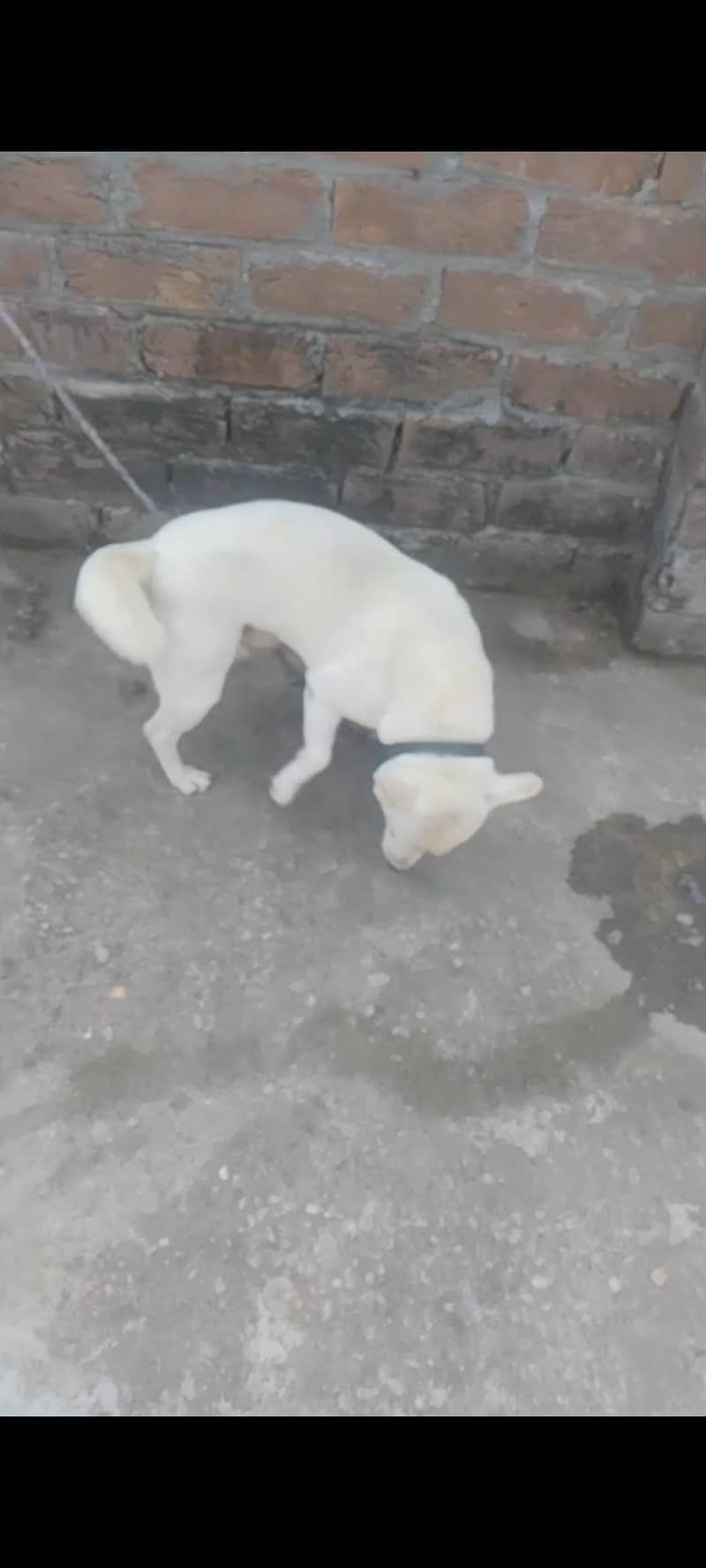 Russian dog 4