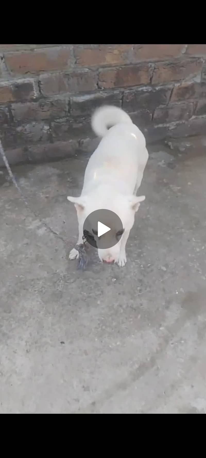 Russian dog 5