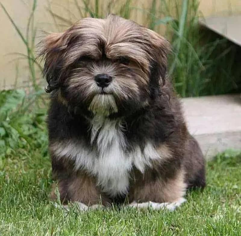 shitzu breeder pair 1