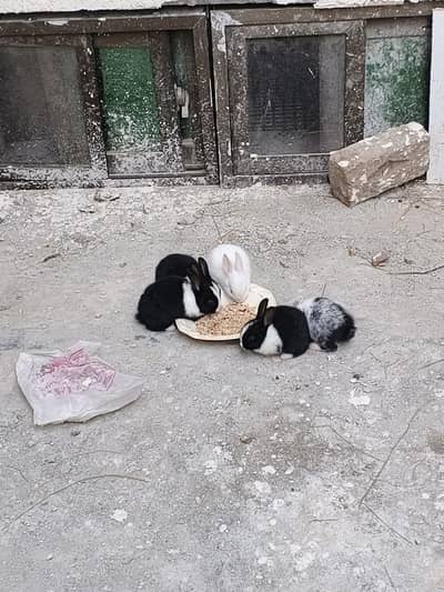 rabbit banis