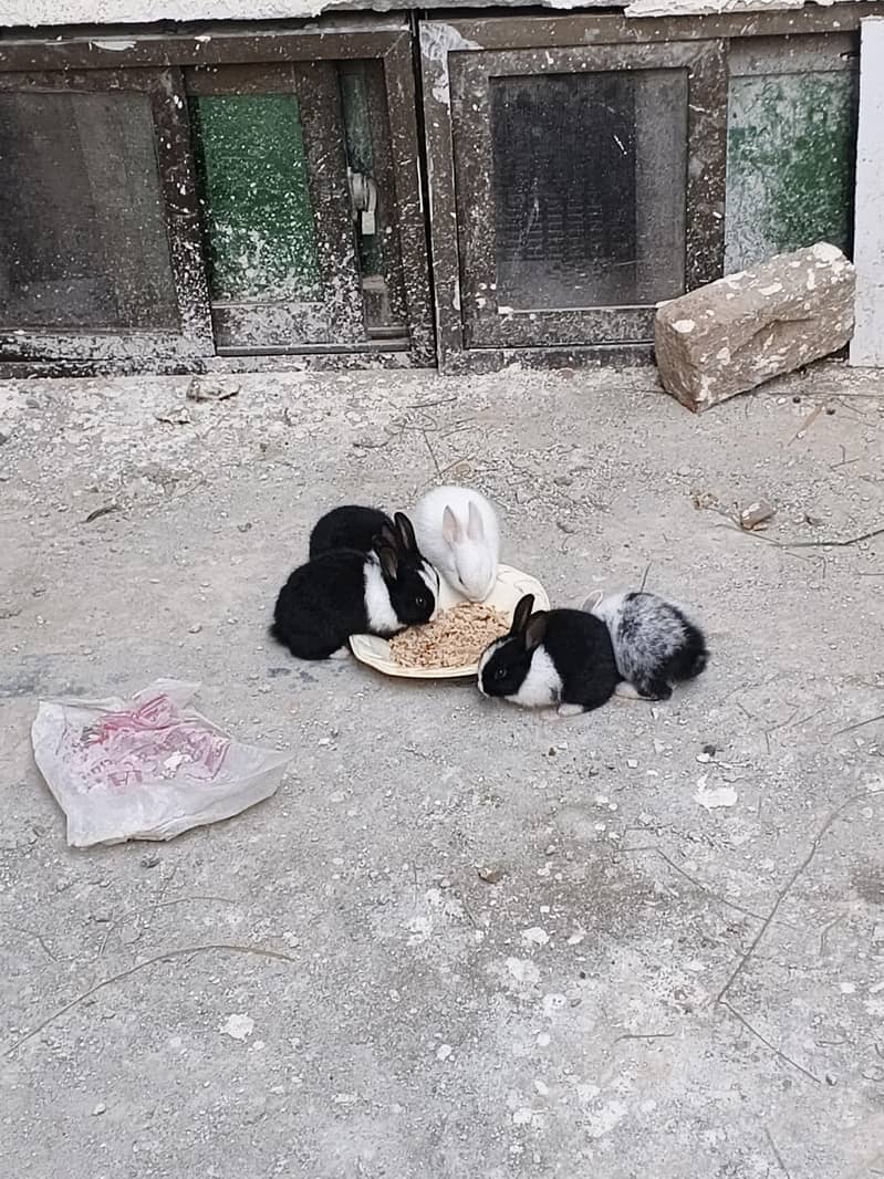 rabbit banis 0